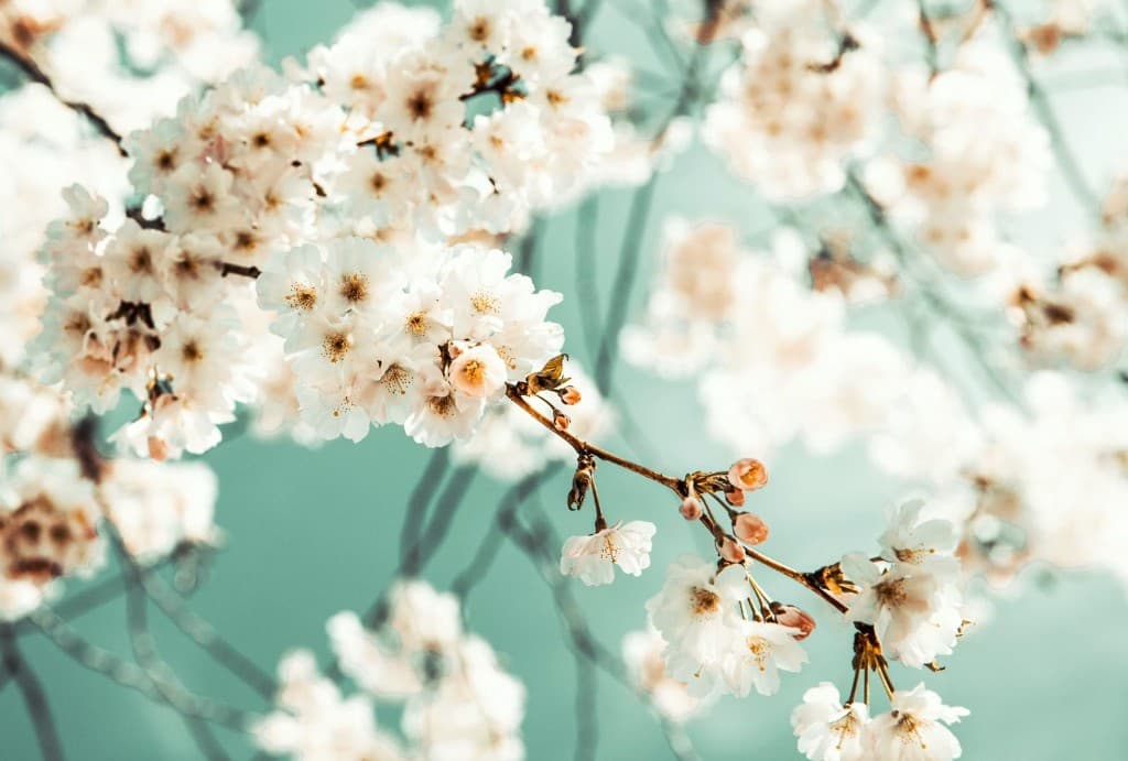 White almond blossoms on branches in soft spring light